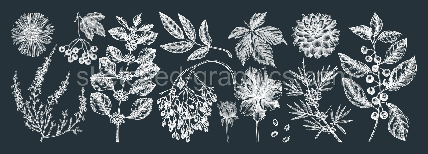 Hand-sketched autumn plants collection on chalkboard. Elegant floral sketch art. Hand-drawn fall leaves, berries, flowers sketches set. For autumn invitations, cards, wall art, print, poster. Illustration